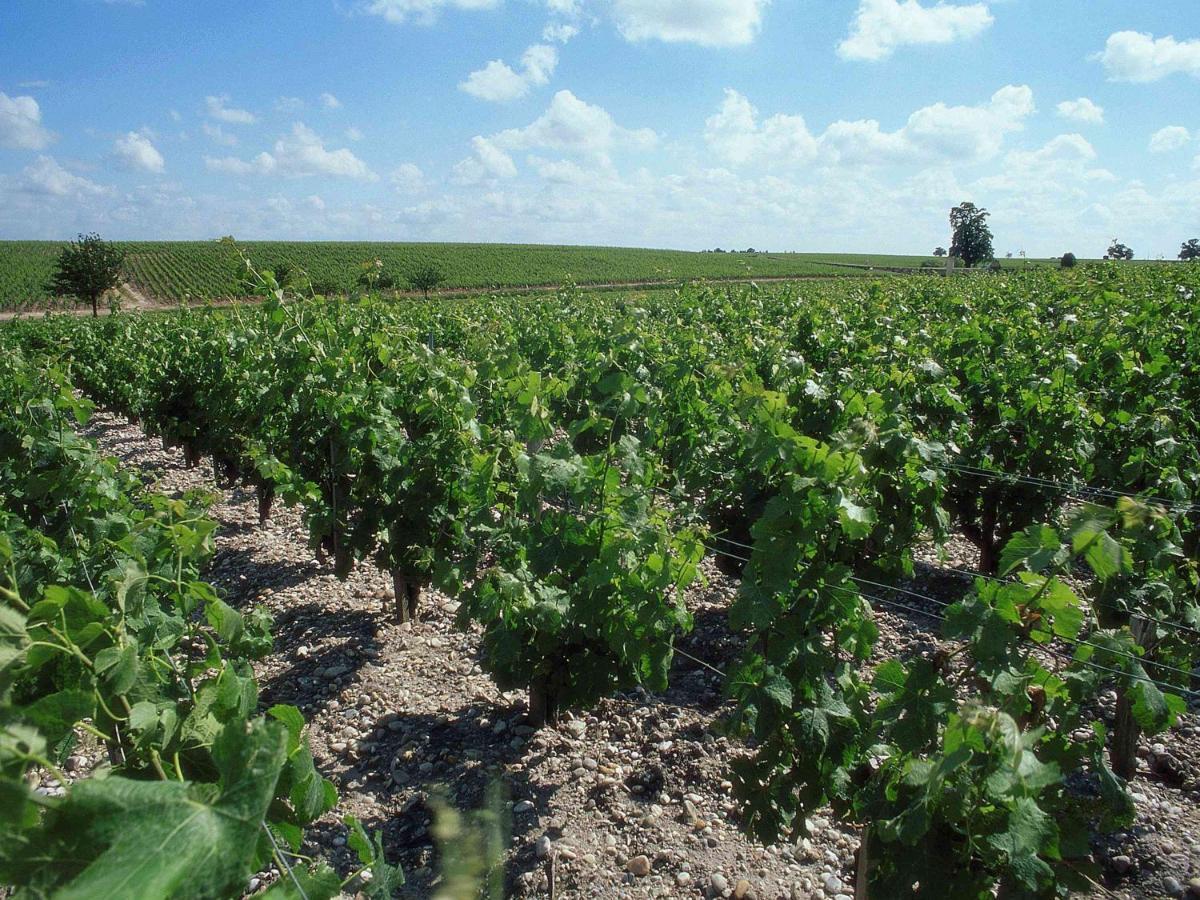 Ibis Bordeaux Saint Emilion Hotel Ngoại thất bức ảnh